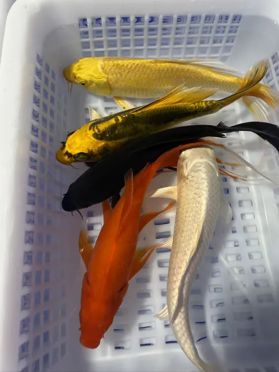 【15-17cm大五福】冷水淡水锦鲤草金观赏鱼