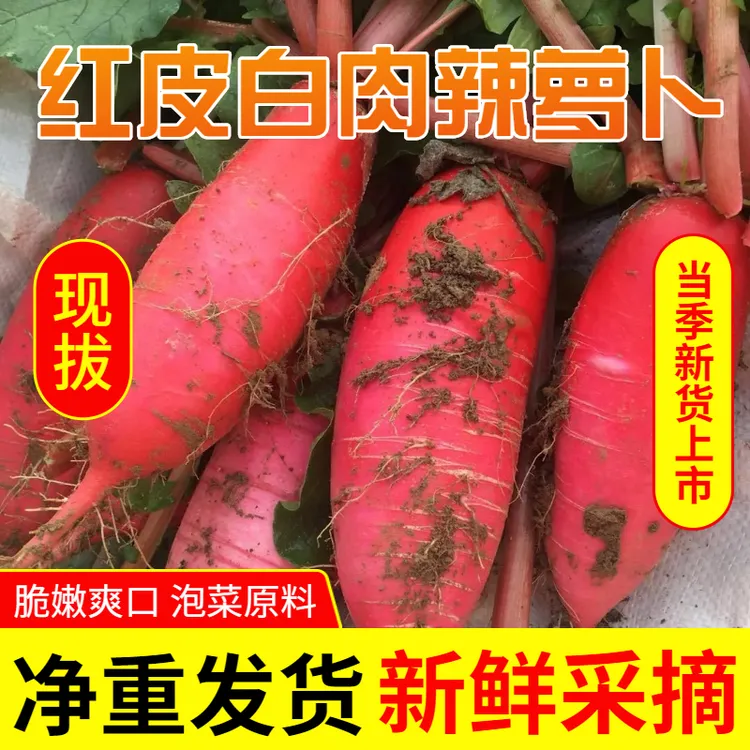 苏北新鲜红皮萝卜红皮白肉可凉拌炖肉泡菜产地直发农家自种
