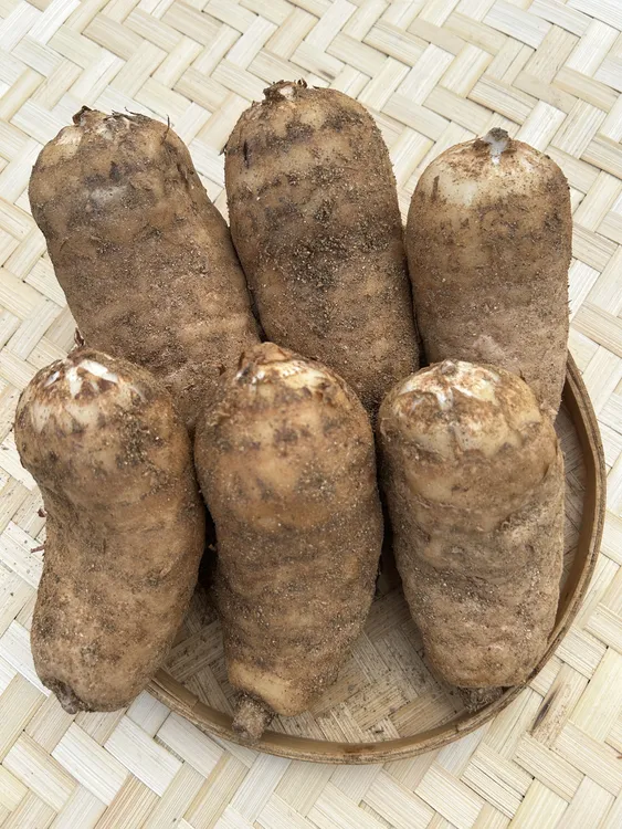 [麻王5斤装共计9至10个】大别山罗田红天麻炖汤高营养新鲜天麻