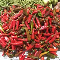 【土红辣椒】农家种植老品种辣椒、有点辣
