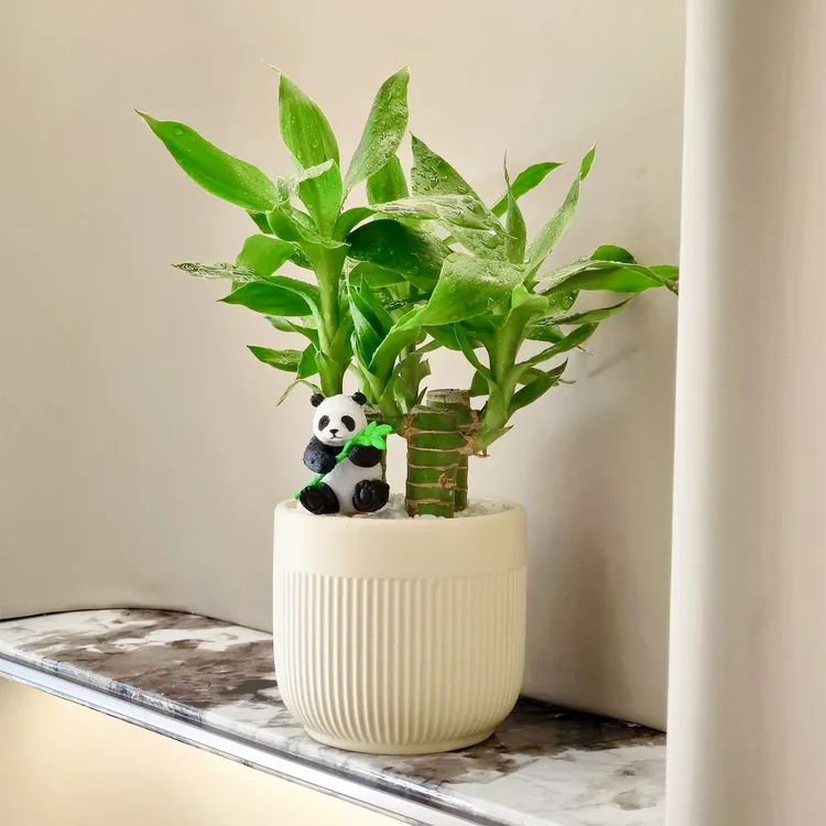 富贵竹平安竹竹报平安步步高升幼儿园书桌办公桌礼品桌面绿植室内