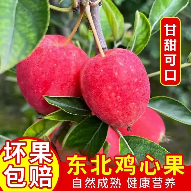 【顺丰快递】东北特产鸡心果新鲜水果锦绣海棠果当季小苹果