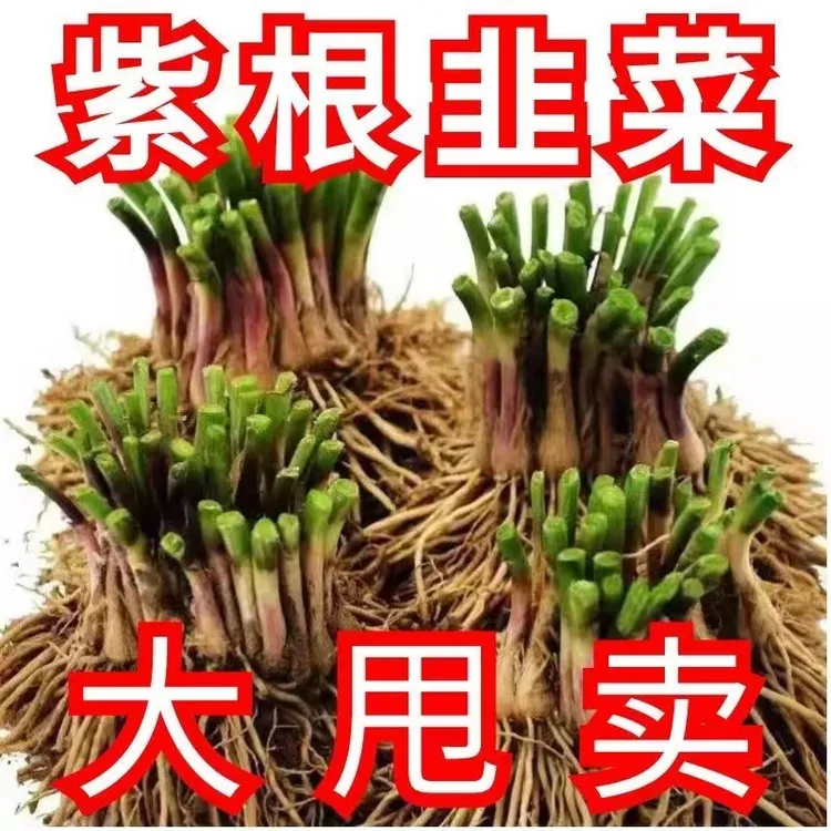头茬新根韭菜根苗紫色韭菜根四季韭菜种根盆栽韭菜根阳台新根zz商品图