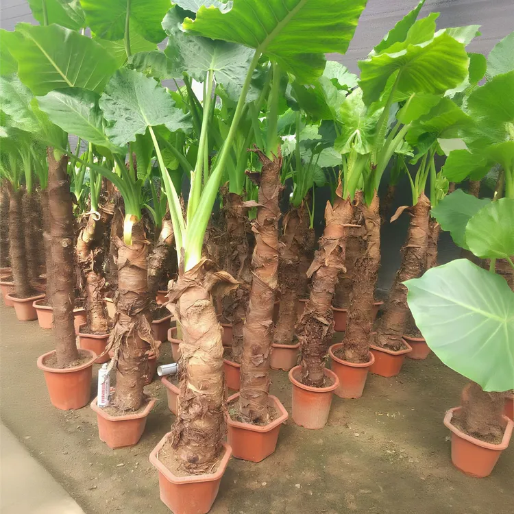 滴水观音霸王芋大型海芋室内室外四季常青客厅书房大叶片绿植盆栽