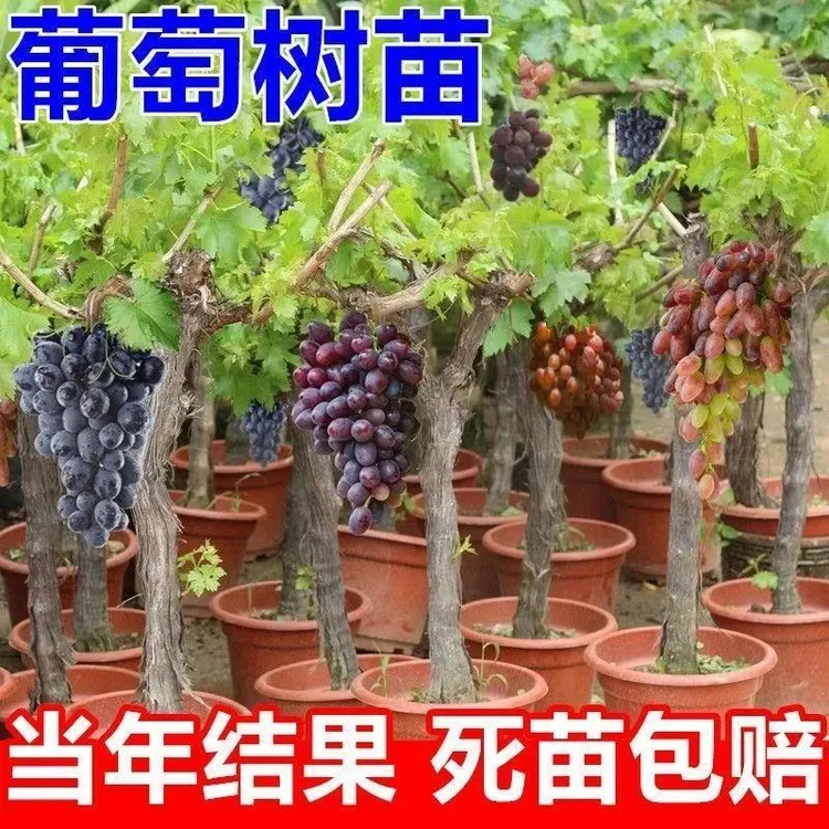 藤王大粒无籽葡萄苖巨峰夏黑葡萄树曲南方北方种植盆栽庭院爬藤