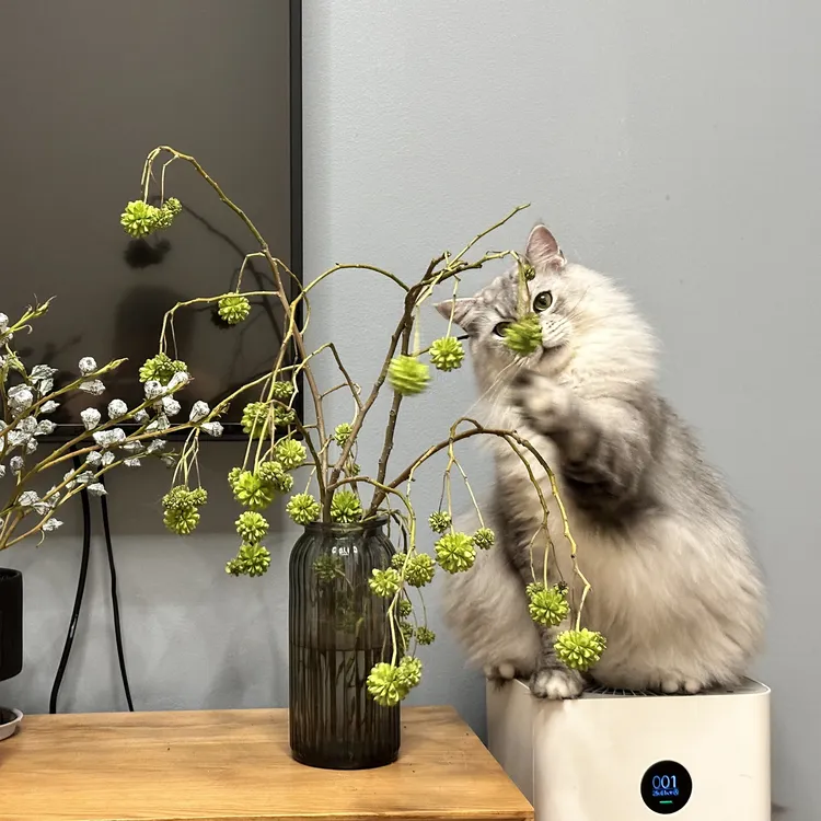云南斗南喜树果绿植水培绿果造型奇特好养活抬头见喜