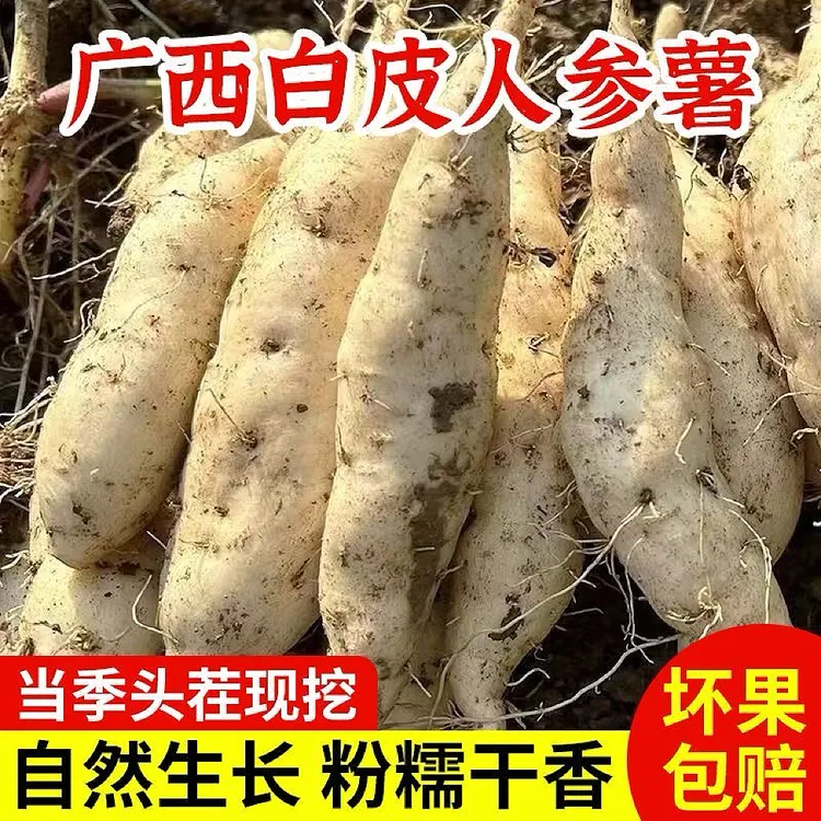 薯世佳正宗网红牛奶人参白皮白心板栗薯粉香甜无丝新鲜现挖番薯商品图