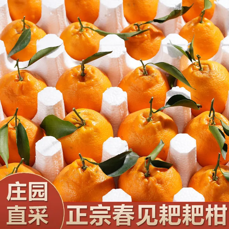 【高山老树果】正宗四川春见耙耙柑新鲜水果应季桔子柑橘丑橘粑粑柑