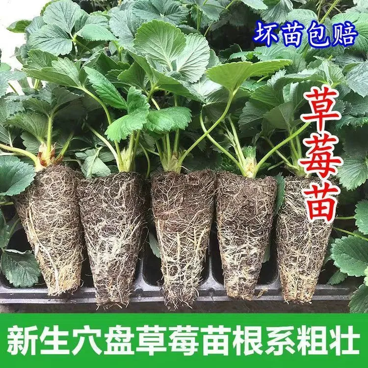 【6颗包邮】四季草莓苗盆栽好养活奶油红颜带土草莓苗南北种植