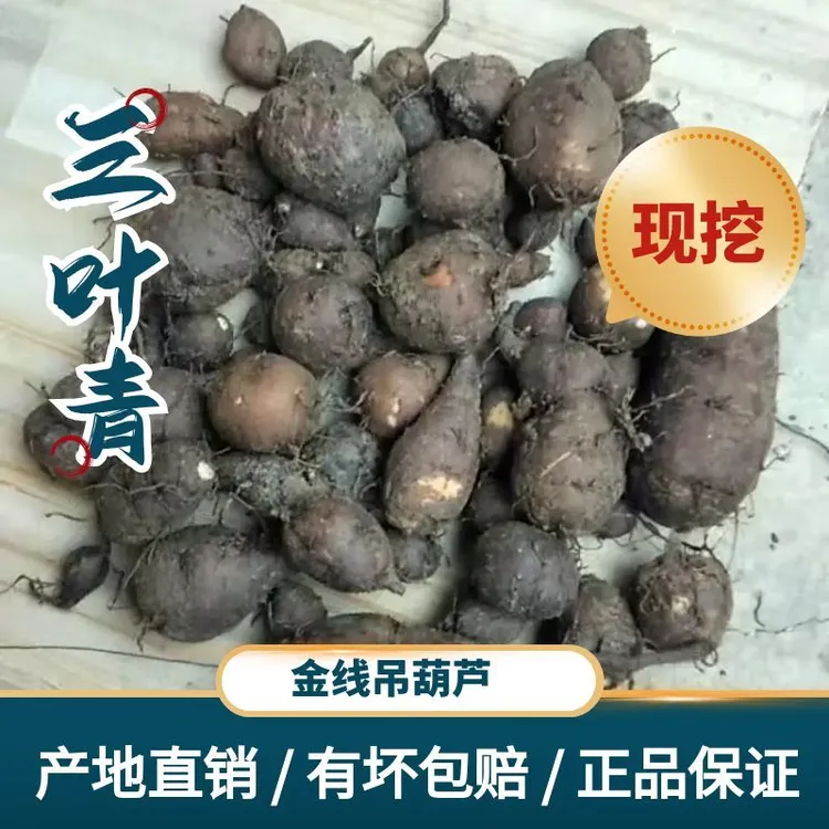 三叶青金丝吊葫芦石老鼠崖爬野生葫芦食用产地直销中药材新鲜金线