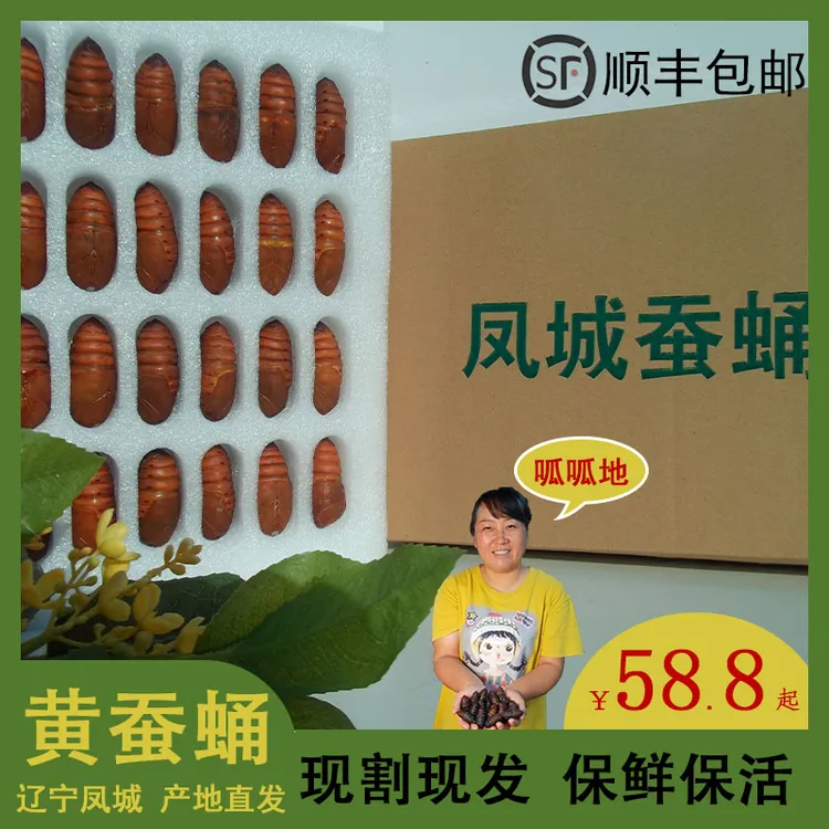 （大黄小黄）2025年东北特产辽宁凤城新鲜柞树大黄小黄东北大蚕蛹