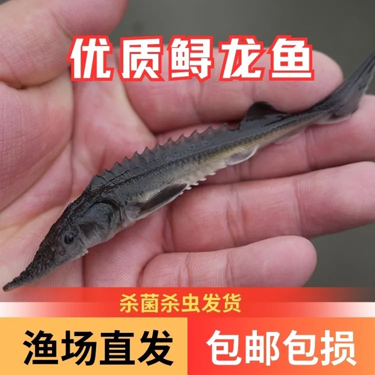 【活体】优质鲟龙鱼6-16厘米观赏鱼淡水鱼鱼缸鱼塘养渔场直发
