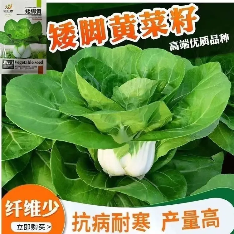 上海青矮脚黄菜种子奶白菜矮脚正品农家蔬菜青菜种子矮白菜夏季