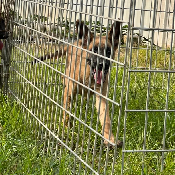 马犬工作犬护卫犬小公