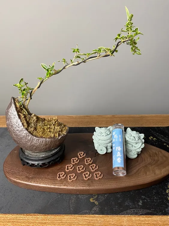 霏花伶降真香42片小祥云盘香家居香薰口袋香天然香中式香薰室内香