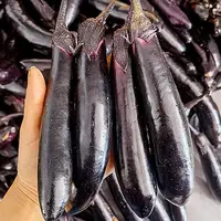 【秋茄子】农家种植老品种细茄子