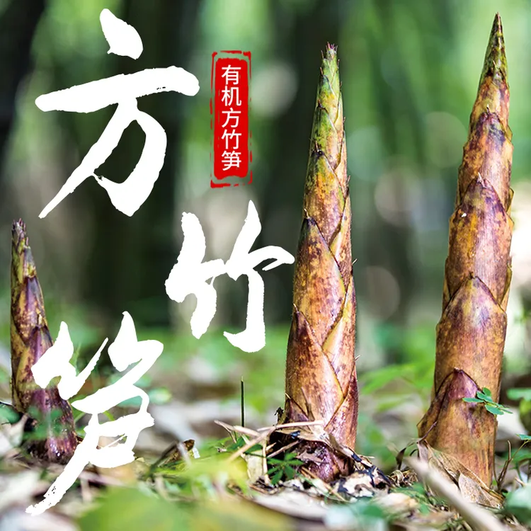 丰收节娄山关当天采摘毛壳方竹笋深山竹笋高海拔笋毛壳笋