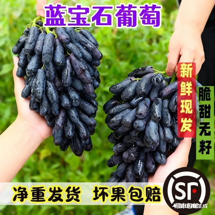精品蓝宝石黑提新鲜金手指水果黑美人指孕妇水果夏黑蓝宝石葡萄