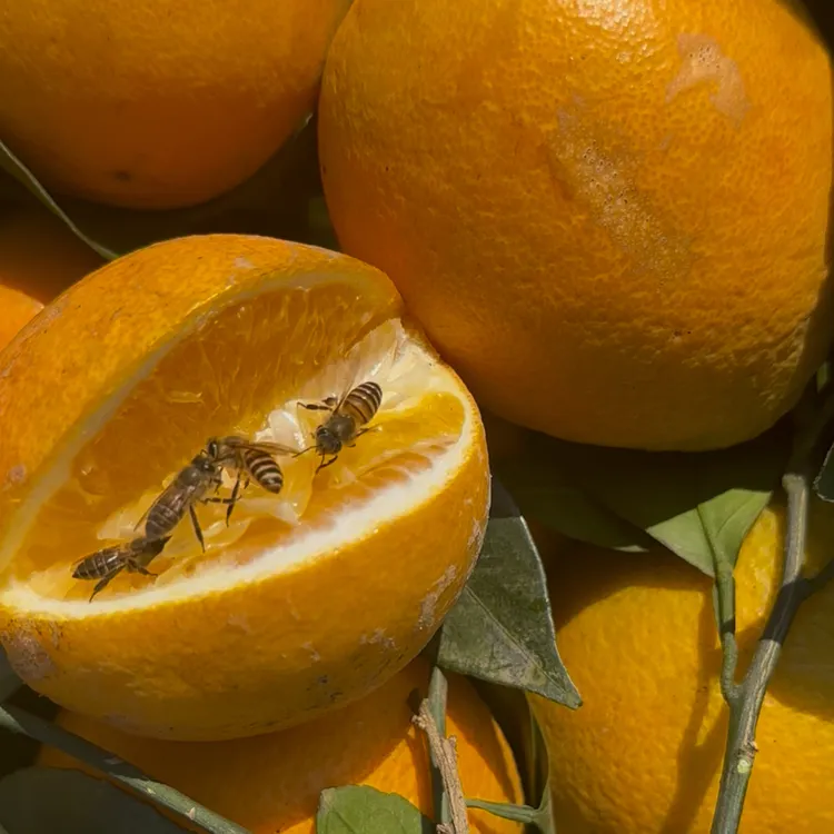 湖南永州脐橙农家种植