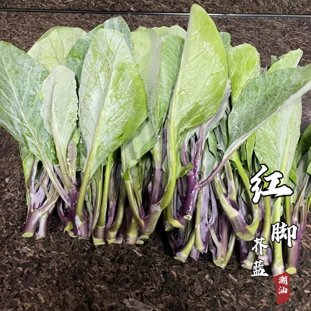 潮汕特产红脚芥蓝丛鲜嫩芥蓝香当下时菜芥兰本地农家菜现摘现发