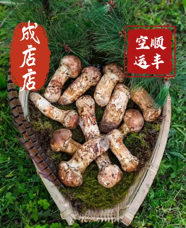 【顺丰空运】松茸鸡枞菌七彩菌菇汤包鹿茸菇羊肚菌干巴菌见手青榴莲