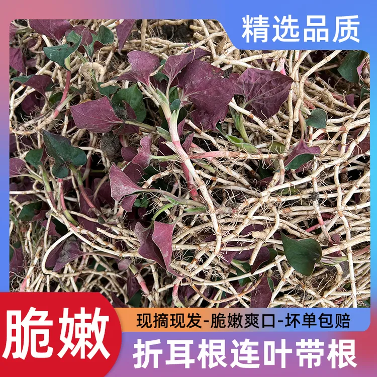 【嫩叶带根-坏单包赔】四川新鲜折耳根嫩根带嫩叶鱼腥草嫩芽家乡菜