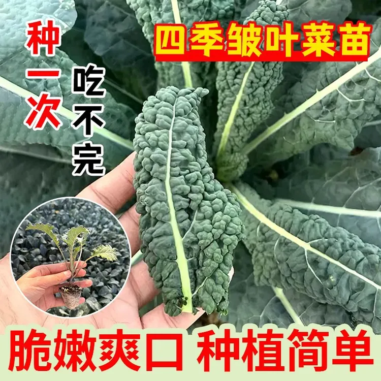 皱叶菜秧苗黑叶羽衣甘蓝秋四季阳台盆栽种植观赏蔬菜孑沙拉菜
