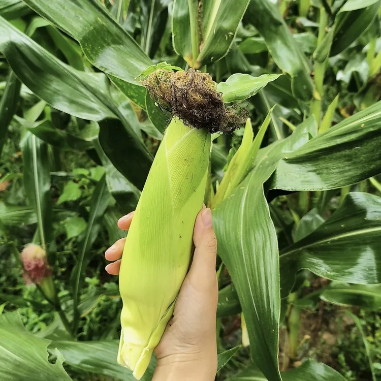 【顺丰包邮】糯玉米农家种植(天热会有缺粒介意慎拍)
