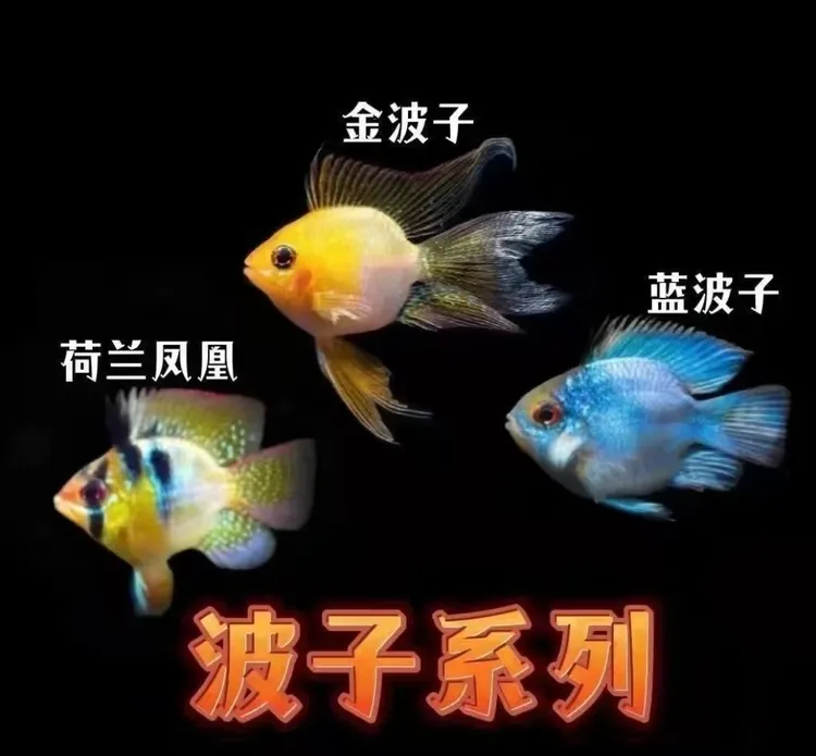 金波子阿凡达小型热带观赏鱼