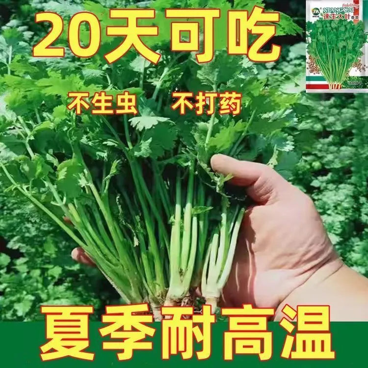 耐热四季速生易种香菜籽种子三天出大叶芫荽种籽农家阳台盆栽蔬菜