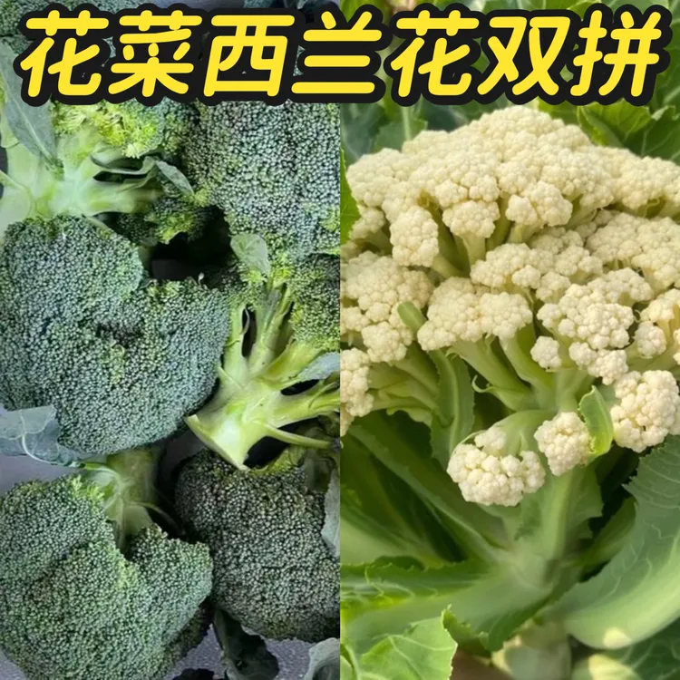 【双拼】西兰花花菜双拼露天种植霜打应季蔬菜