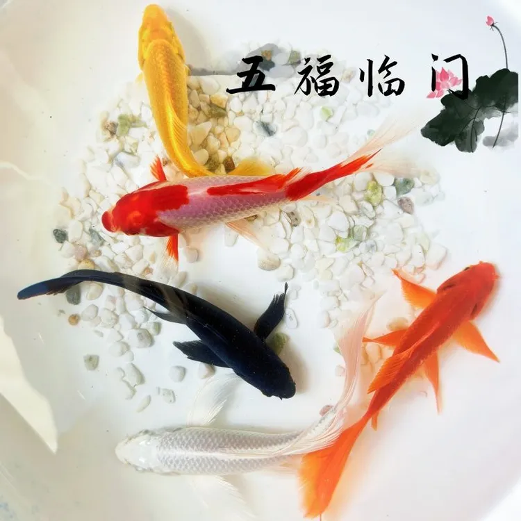 精品大锦鲤鱼冷水鱼活鱼淡水鱼草金鱼苗耐寒观赏鱼小型鱼好养耐活