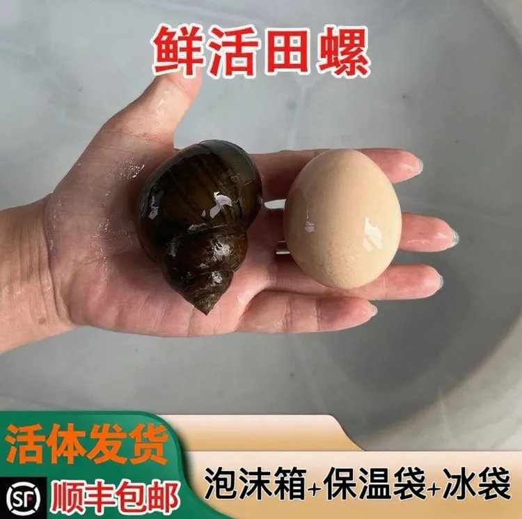 洪湖新鲜特大号清水田螺新鲜稻田现捞大田螺可做螺蛳粉顺丰发货