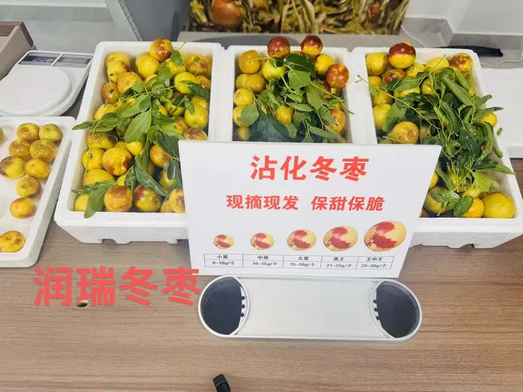 沾化二代冬枣自然成熟脆甜可口京东顺丰发货新鲜水果