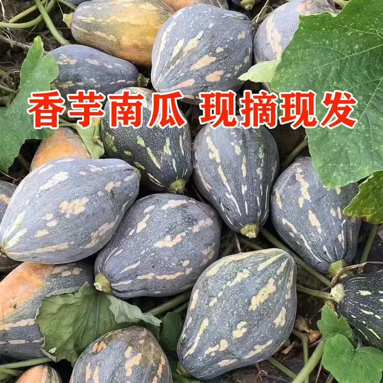 农家新鲜现摘香芋南瓜老糯甜香芋味适合宝宝辅食