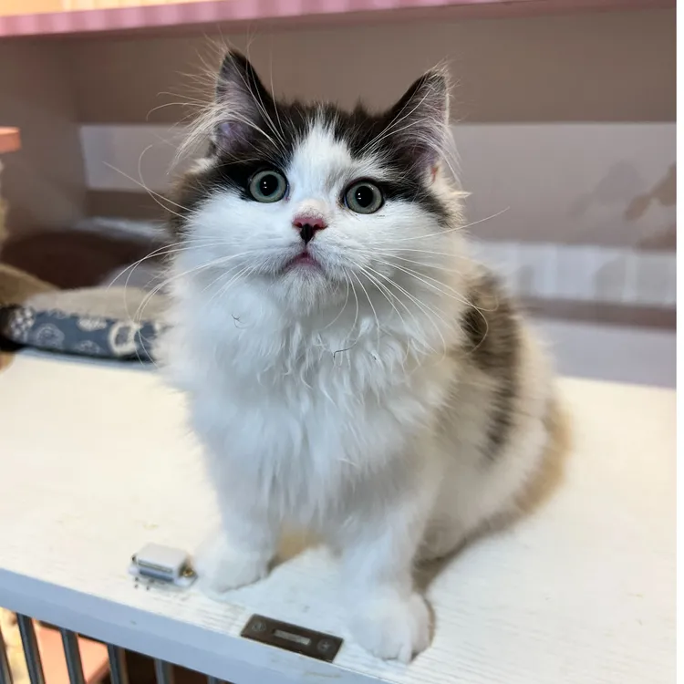 【仙女猫猫舍】黑白奶牛猫英国长毛猫小猫崽4个月弟弟【猫咪活体】
