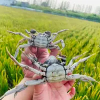 【活蟹】盘锦河蟹 0.9-1.2两/只 全母 2/3斤 鲜活发货