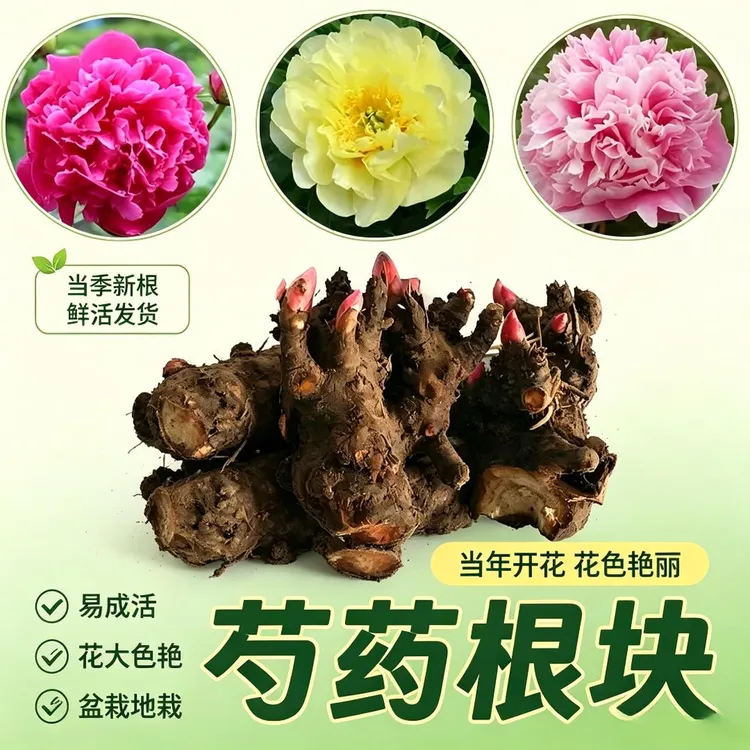 超值！3-5芽！重瓣芍药花带芽室内盆栽庭院地栽阳台花卉a商品图