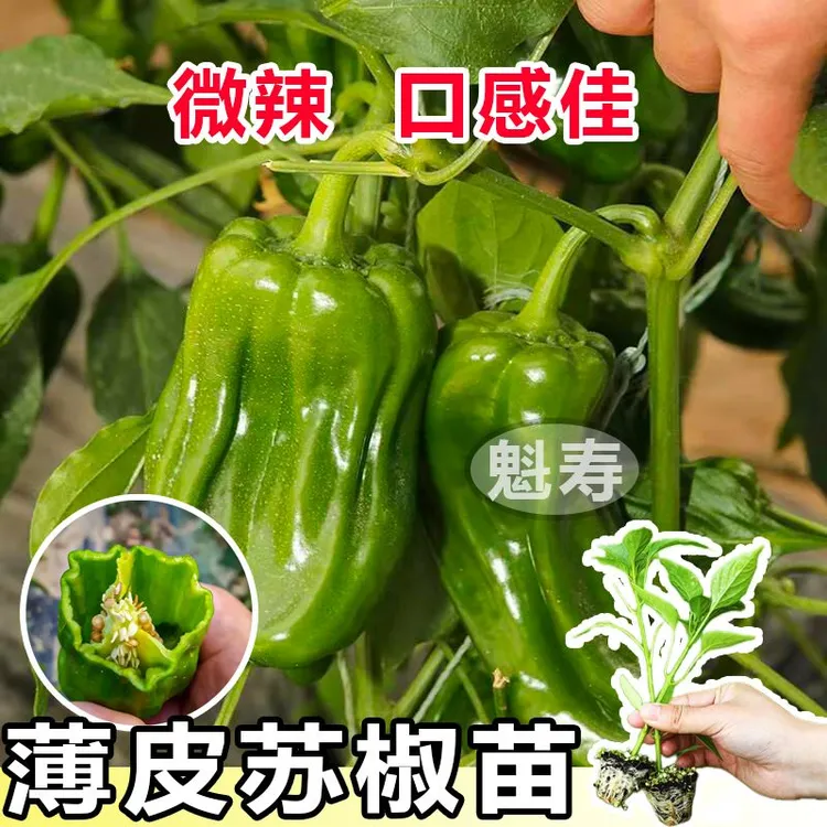 寿光大果薄皮辣椒苗秧皱皮辣椒苏青椒香辣脆嫩高产盆栽阳台带土球