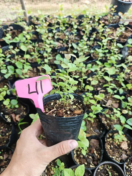 蓝莓杯苗品种1702  F6  L11  pop  比安卡 南方品种白色开花