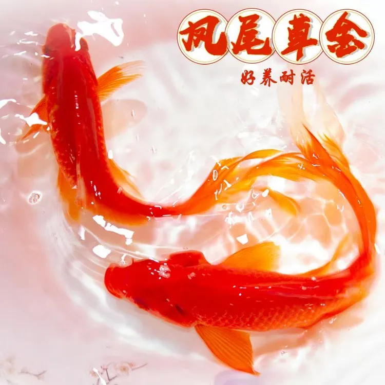 大尺寸火焰红16-19厘米3条红金鱼冷水观赏鱼好养耐活适合新手包邮