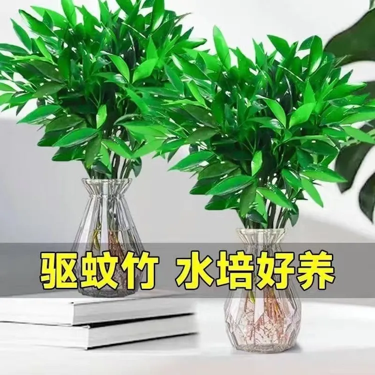 驱蚊竹柏水养土培水培植物室内客厅卧室桌面绿植盆栽花卉四季常青