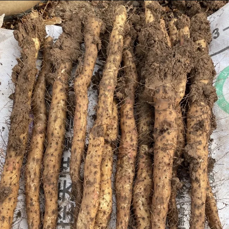 正宗河南焦作温县垆土铁棍铁杆淮山怀山药新鲜5斤特产整箱准铁桂
