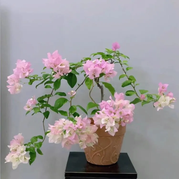 绿樱四季开花三角梅重瓣勤花小苗盆栽爬藤绿植庭院阳台