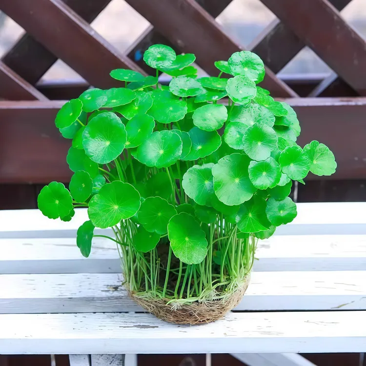 铜钱草大叶四季好养绿植水培植物金钱草办公室桌盆栽净化空气肥料