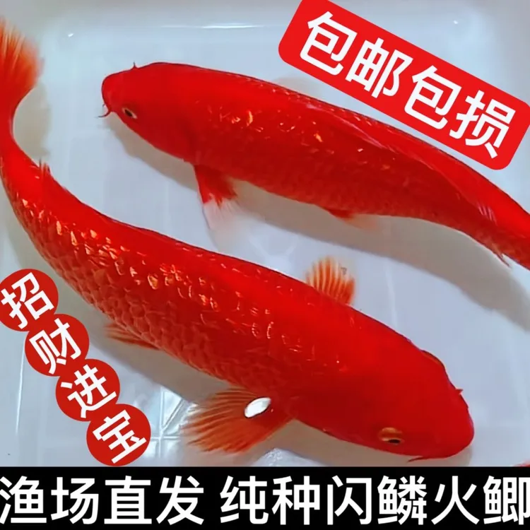 精选火鲤红锦鲤长短尾随机发冷水观赏鱼好养耐活淡水鱼苗