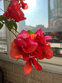 丨中国红丨三角梅袋苗四季勤花南北方新手好养室内外阳台绿植花卉