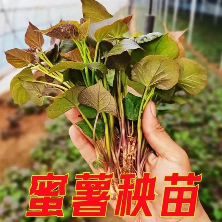 V1红薯苗红心黄心流油红薯地瓜优质红薯苗商品图
