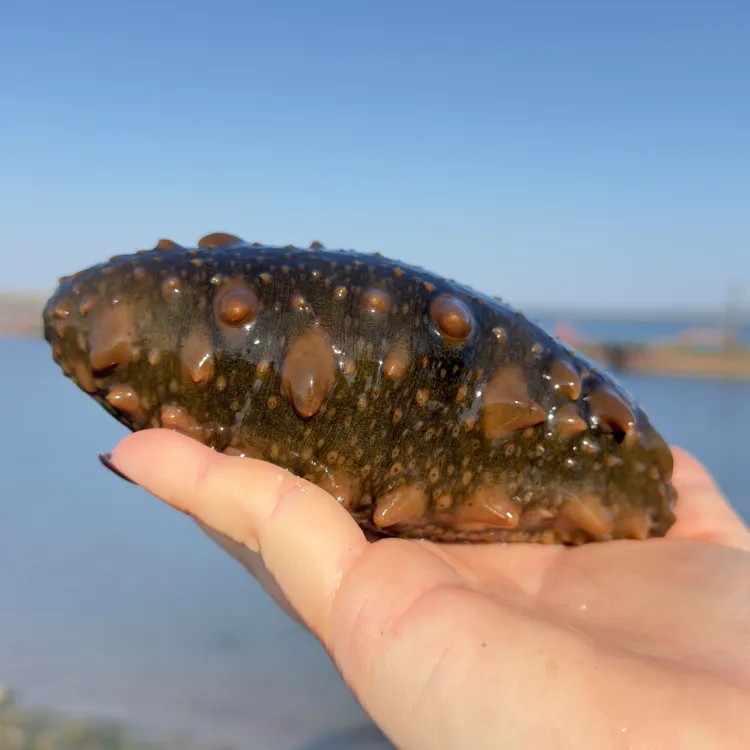 【鲜活海参】皮口海参  10斤鲜海参皮子 43-45头  现场加工冷蒸即食