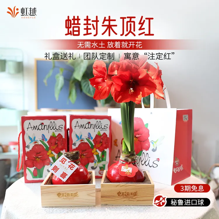 虹越进口 | 蜡封朱顶红种球无需水土栽培节日送礼佳品